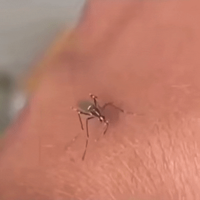667f376c8d1110009be219650a85c76d_1631336374_1058.gif