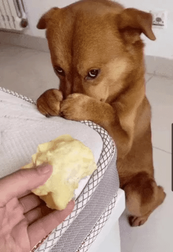 060b17d1e2c1133e8ce917a168ce474a_1651773429_0356.gif