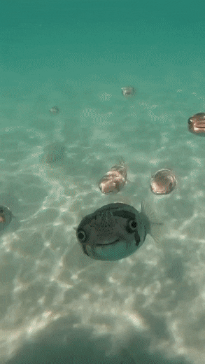 df46f2dfdf2bb8aaa50357a861f6fbe3_1652759367_5953.gif